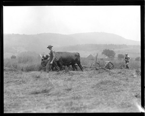 Oxen up in N.H.