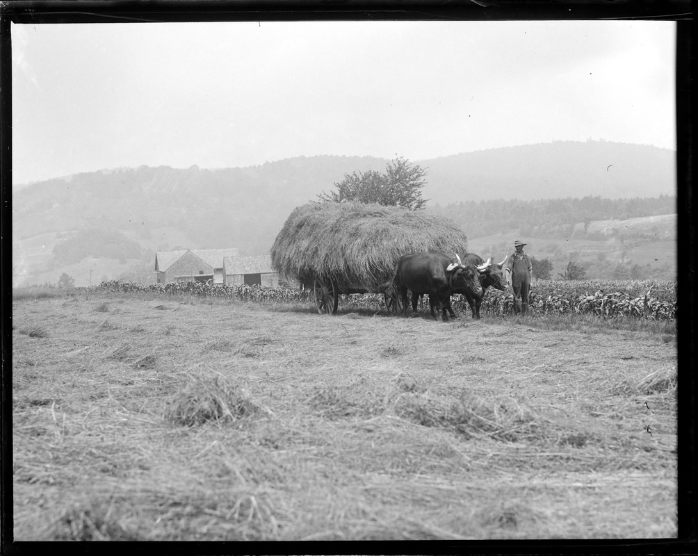 Oxen bringing in the hay up in N.H. North Andover, N.H.