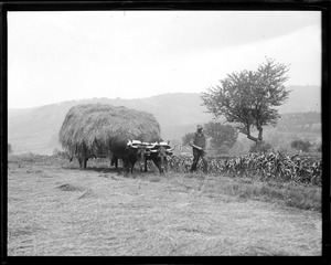 Oxen bringing in the hay up in North Andover, N.H.