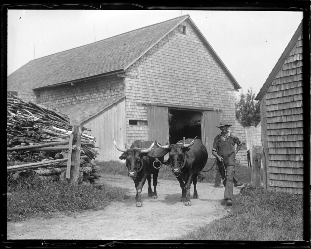 Oxen up in N.H.