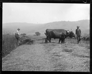 Oxen - up in dear old New Hampshire, cutting hay
