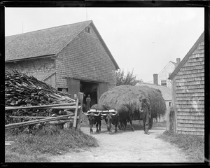 Farming - oxen - hay cart, New Hampshire