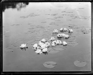 Pond lilies - Gilmanton, N.H.