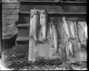Good catch in God's country - Maine