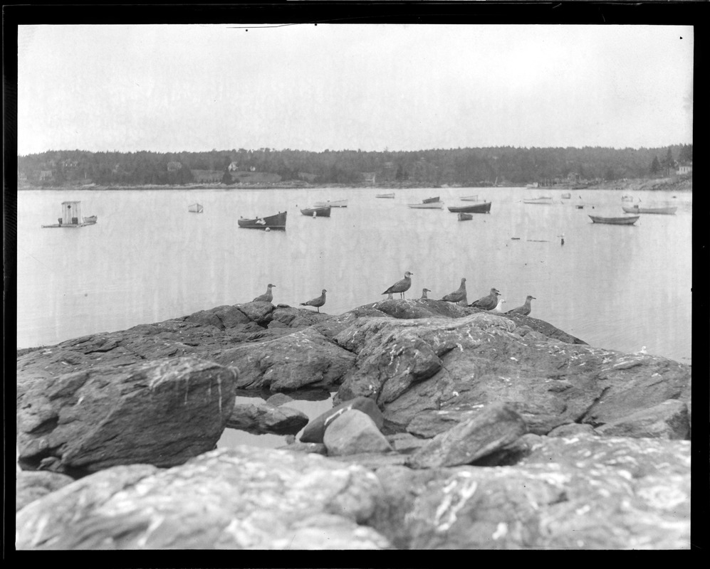 Sea gulls - Pemaquid, ME