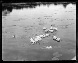 Pond lilies in Gilmanton, N.H.