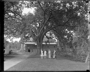 Famous Daniel Webster tree, Franklin, N.H.