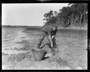 Will can certainly dig clams, Cotuit