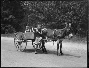 Donkey cart, Chestnut Hill