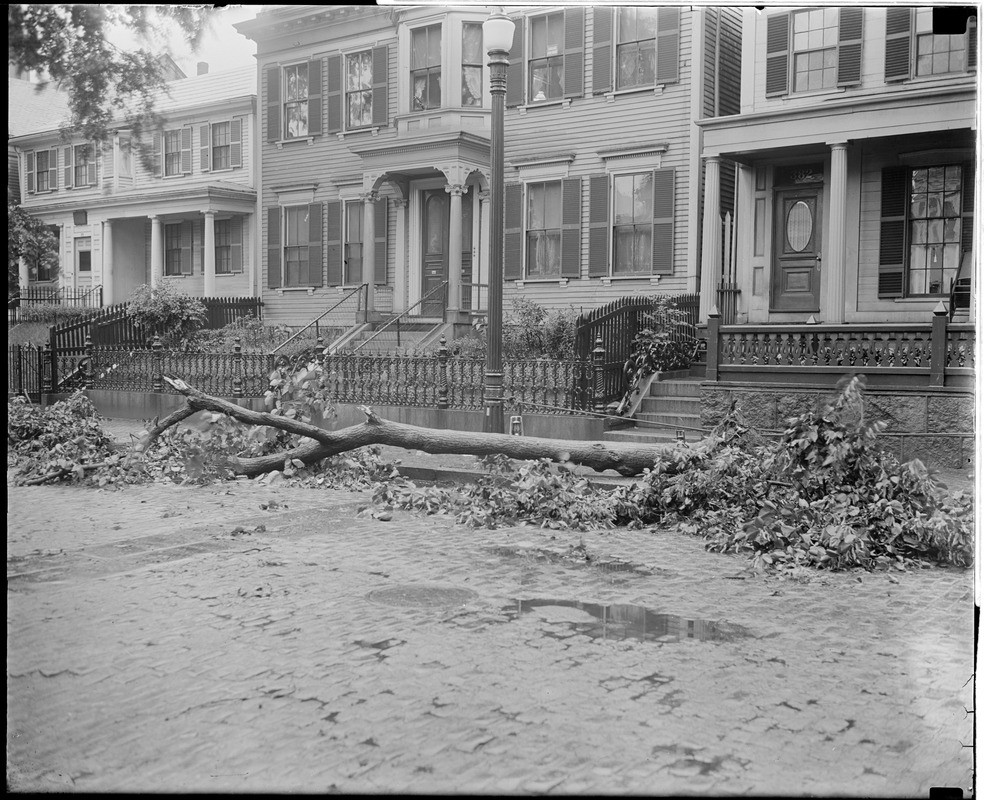 Tree uprooted in storm on West 4th St., South Boston, in front of District Attorney William J. Foley's house, crushing car
