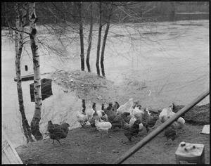 Chickens in yard threatened by flood water