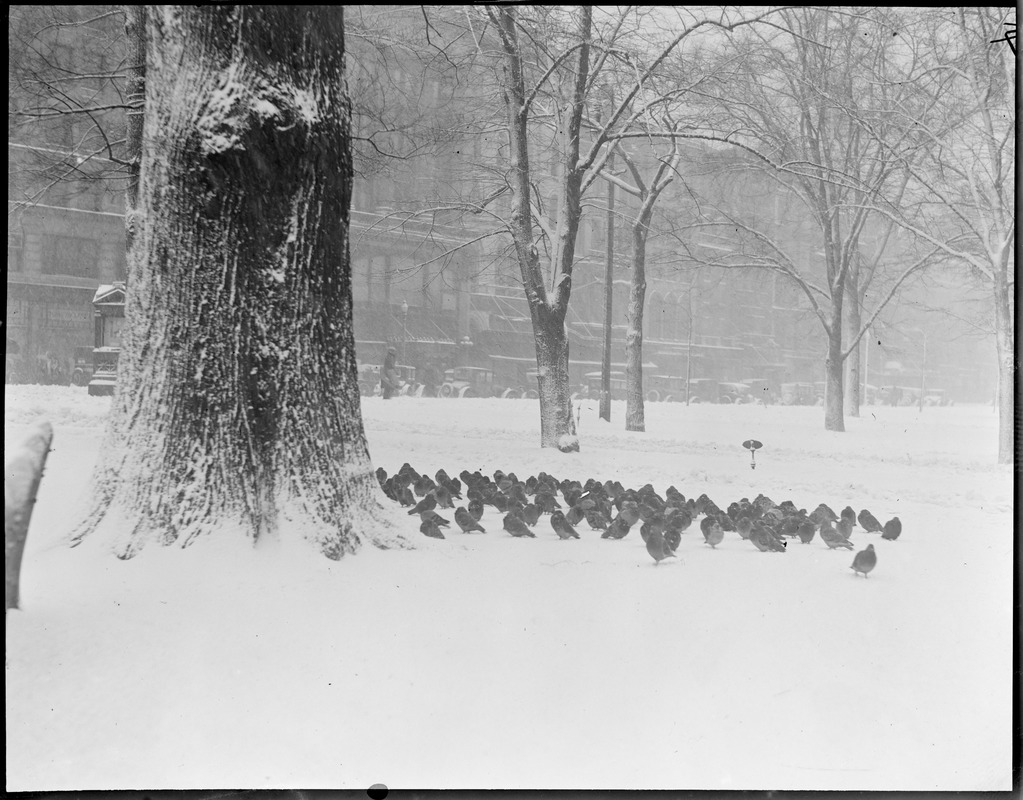 Winter scenes Boston, MA