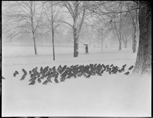 Winter scenes Boston, MA