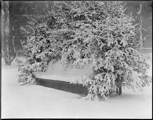 Snow-covered bench, Boston