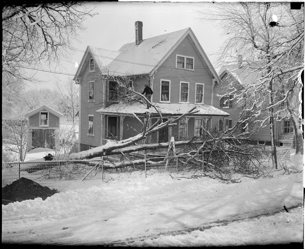 Blizzard blows down trees in Milton