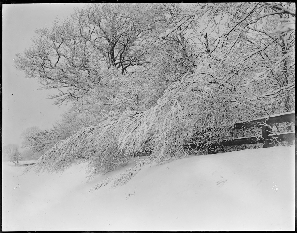 Branch bowed over fence, from snow