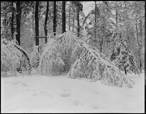 Snow scene, tree bowed down with snow