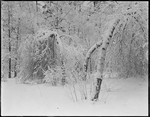 Trees bent under snow, Abington