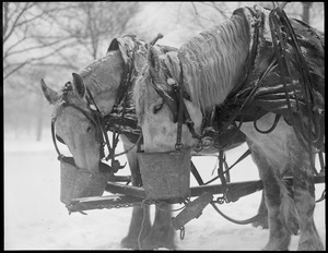 Removing snow in Boston by hand and horse