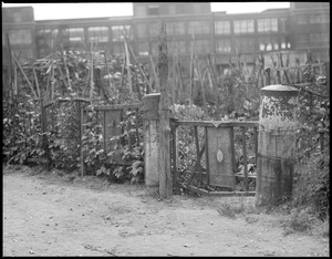 "Gardens" in East Boston along railroad