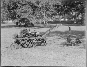 Sammie black swan guards grass mower while caretaker of Boston Public Garden goes to lunch