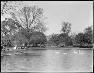 Swans in pond, swan boat in left side