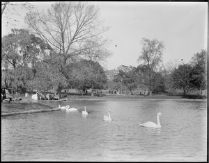 Swans in pond