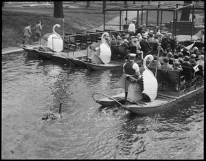 Sam the black swan following the swan boats in the Public Garden