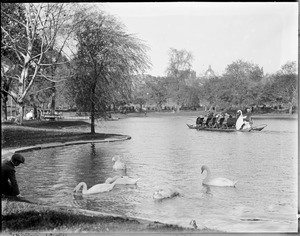 Boston Garden swans & swan boat