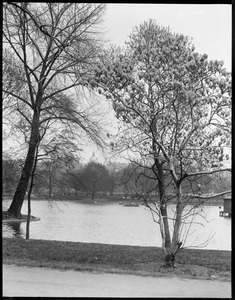 Public Garden pond, State House dome in distance