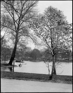 Public Garden toward State House