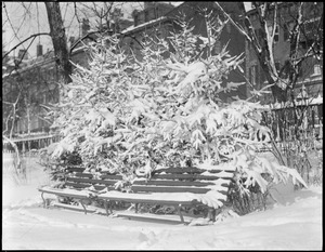 Public Garden snow bench