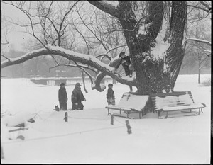 Winter scene - Public Garden