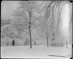Public Garden in winter