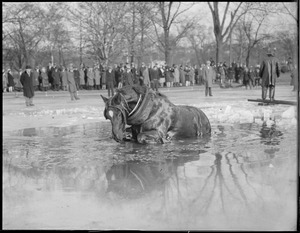 Public Garden horse falls through ice
