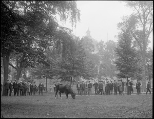 Cow grazing on Boston Common just like 100 years ago