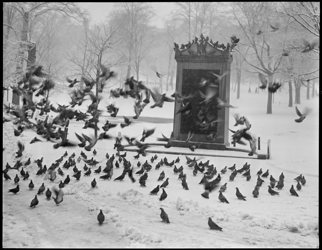 Pigeon storm, Boston Common