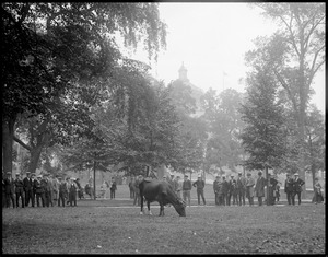 Cow grazing on Boston Common like 100 years ago