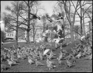 Santa feeds pigeons, Boston Common