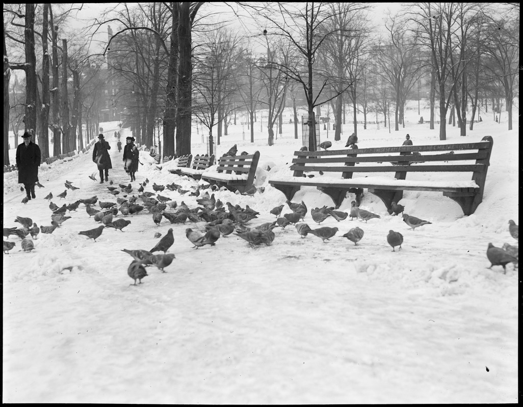 Winter scene on Boston Common - showing pigeons