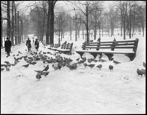 Winter scene on Boston Common - showing pigeons