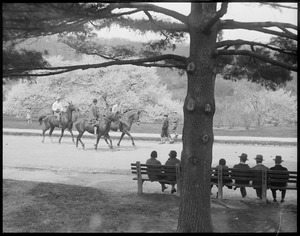 Horseback riding past the cherry blossoms, Arnold Arboretum