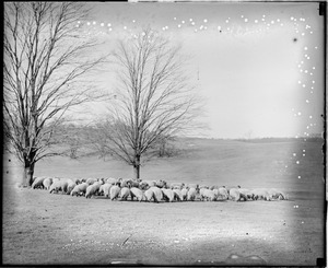 Sheep grazing in Franklin Park