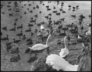 Franklin Park - ducks and swans