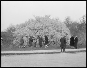 Arnold Arboretum cherry blossoms