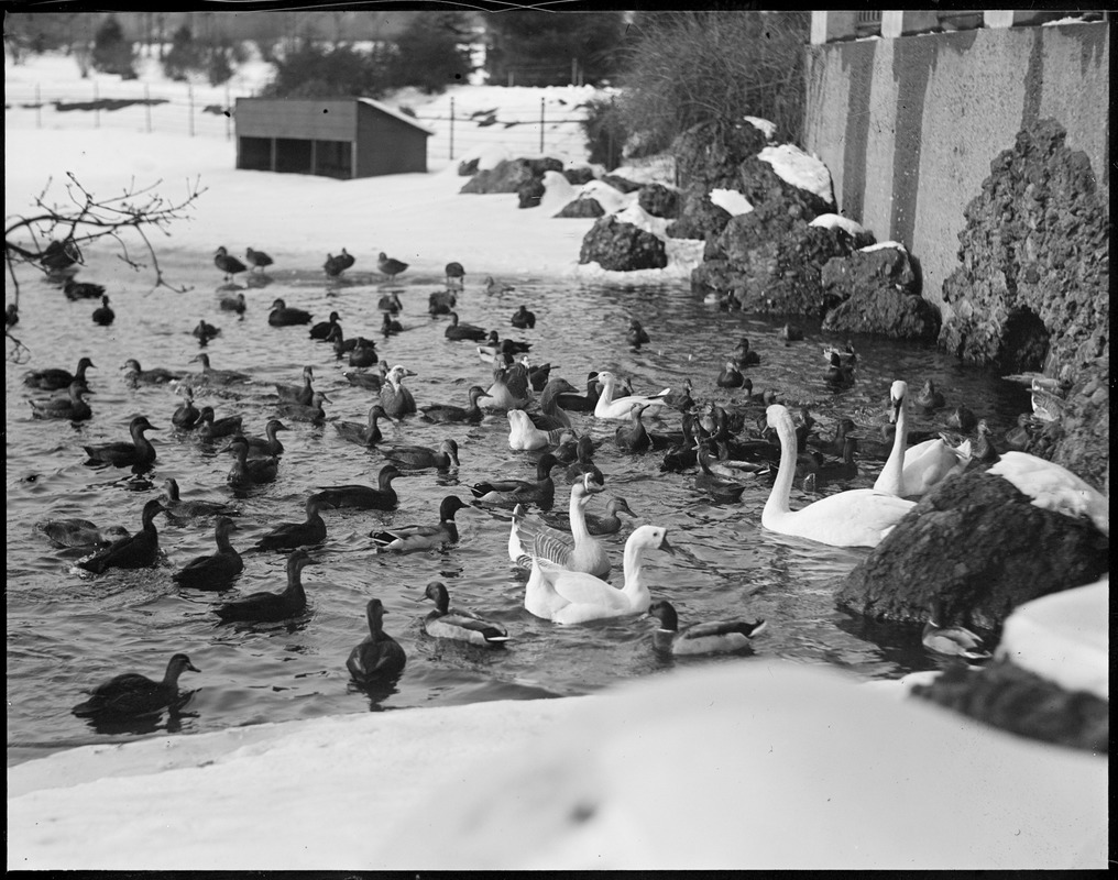 Franklin Park - ducks, geese, etc.