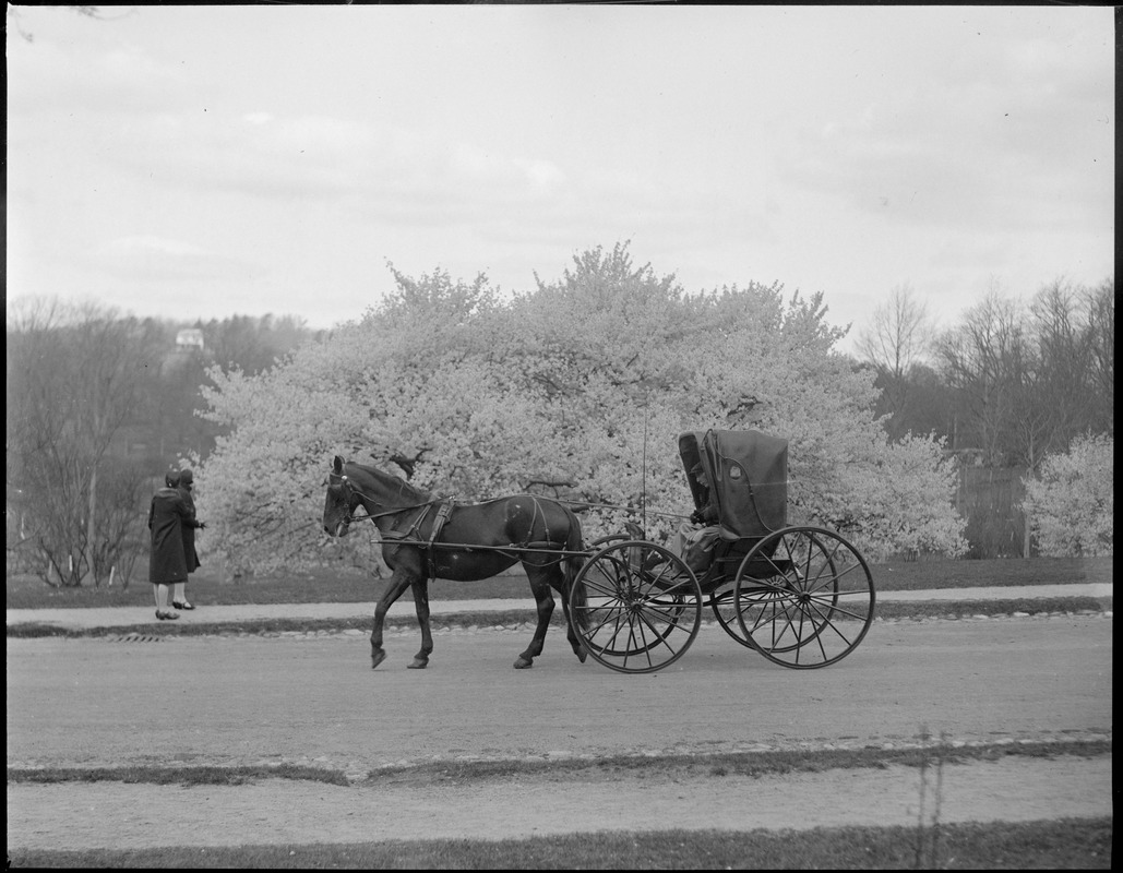 Horse & carriage in the Arnold Arboretum, Forest Hills