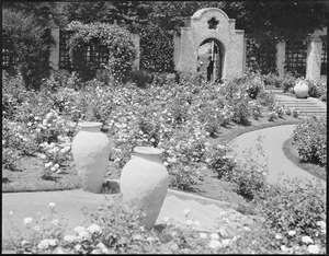 Rose garden, Franklin Park