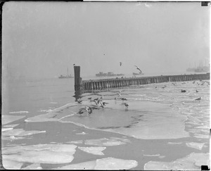 Seagulls fight on cake of ice at Fish Pier