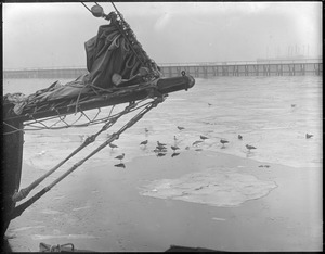 Seagulls on frozen harbor, next to Fish Pier
